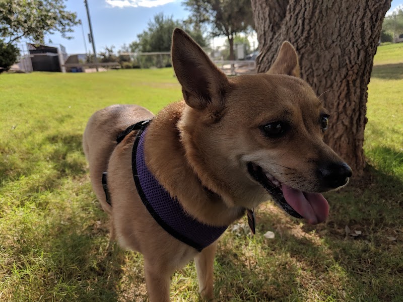 Horizon Dog Park photo 3