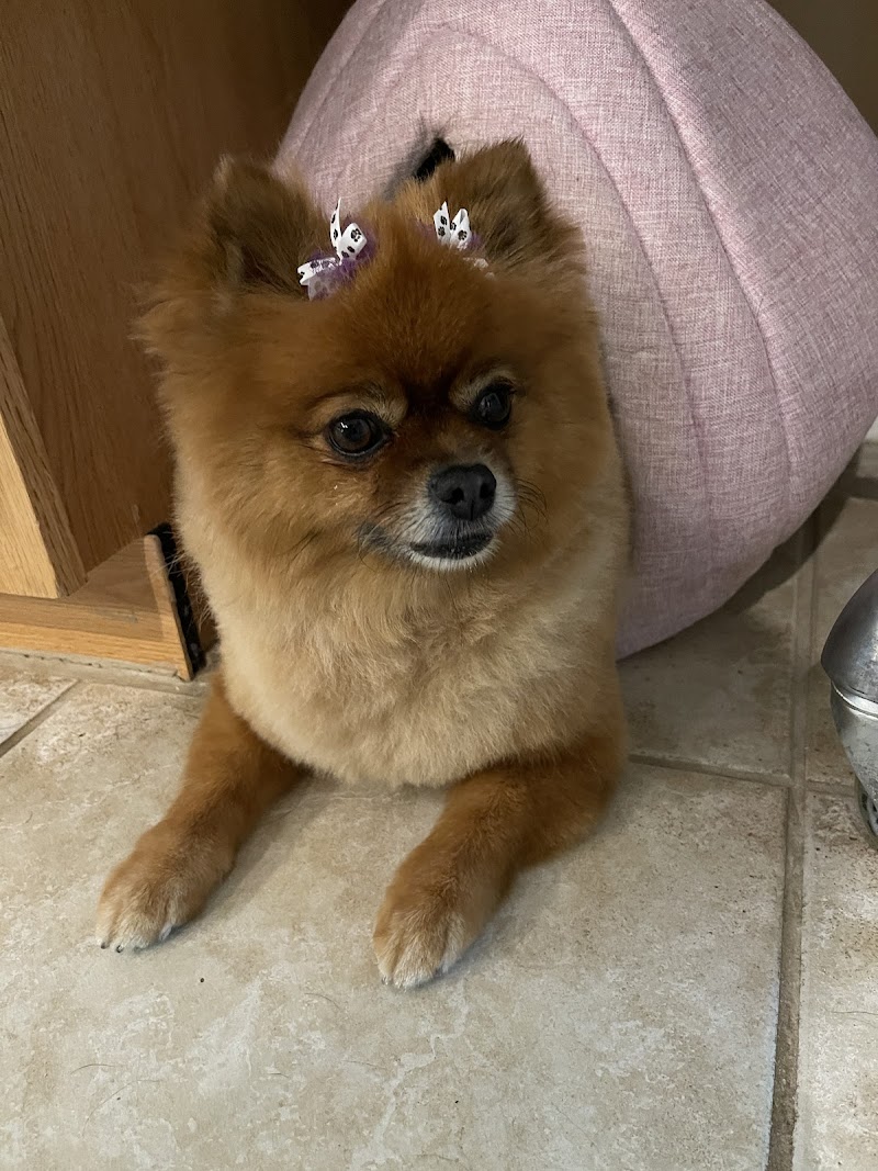 Woof Gang Bakery & Grooming Valrico photo 4