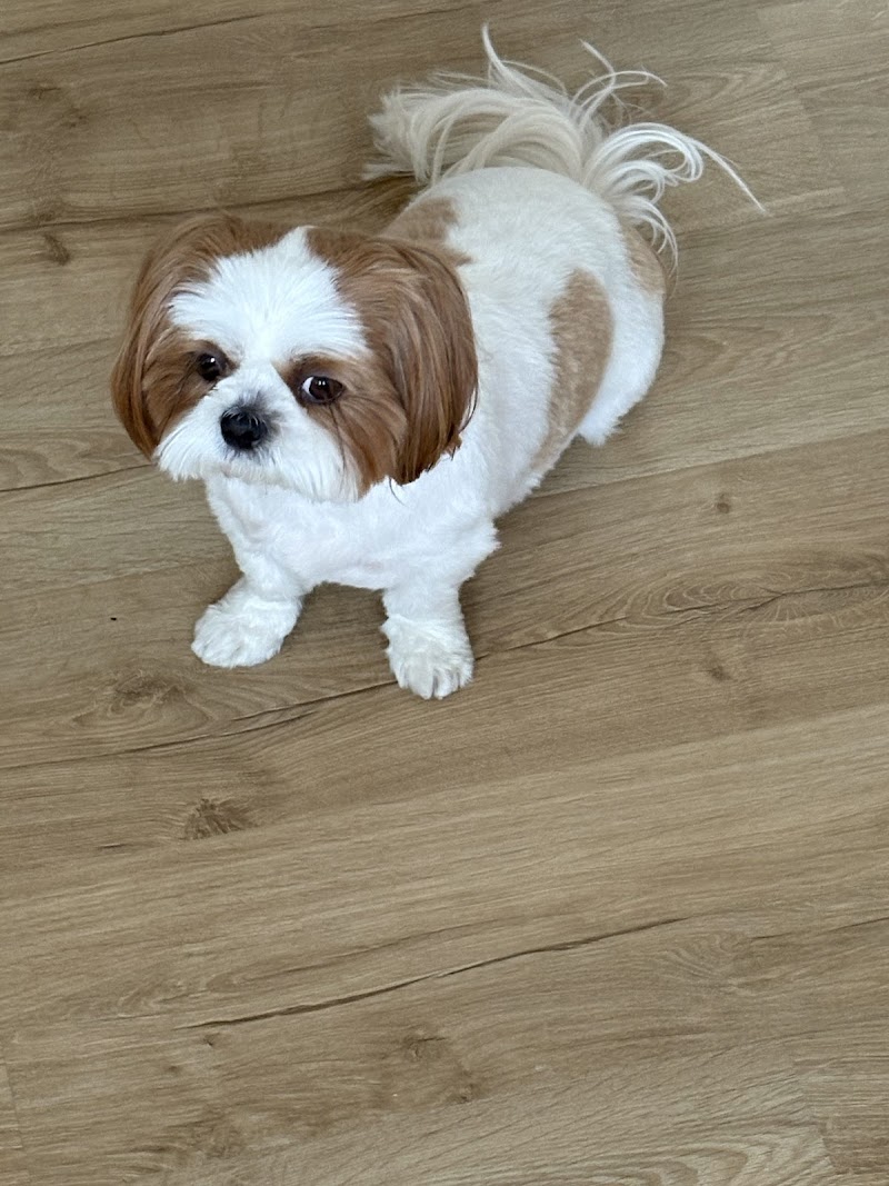 Woof Gang Bakery & Grooming Valrico photo 3
