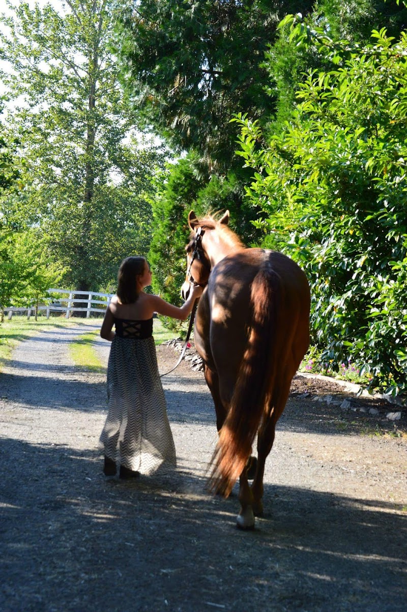 Springhill Boarding Stables photo 3