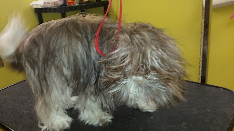 Colleens Pet Grooming photo 5