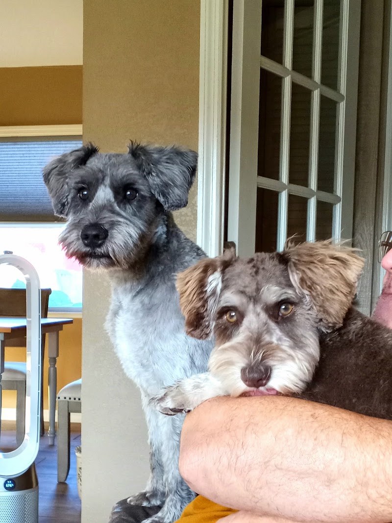 Colleens Pet Grooming photo 2