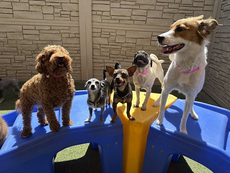 K9 Resorts Luxury Pet Hotel Chandler photo 3