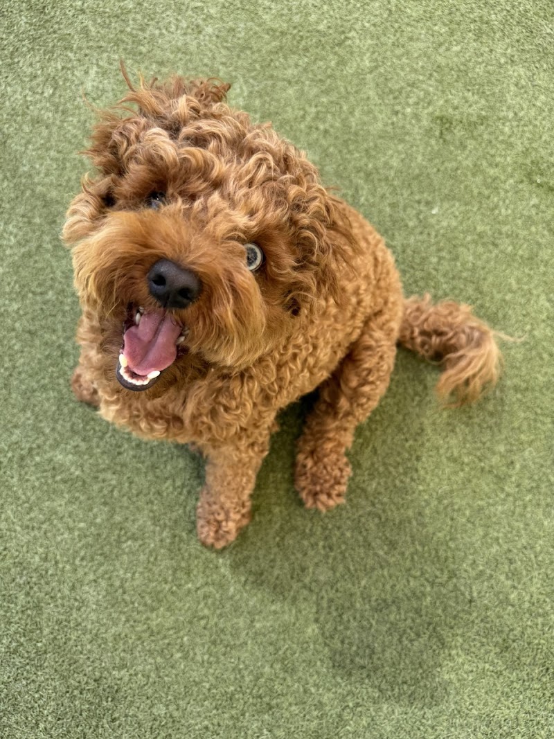 K9 Resorts Luxury Pet Hotel Chandler photo 5