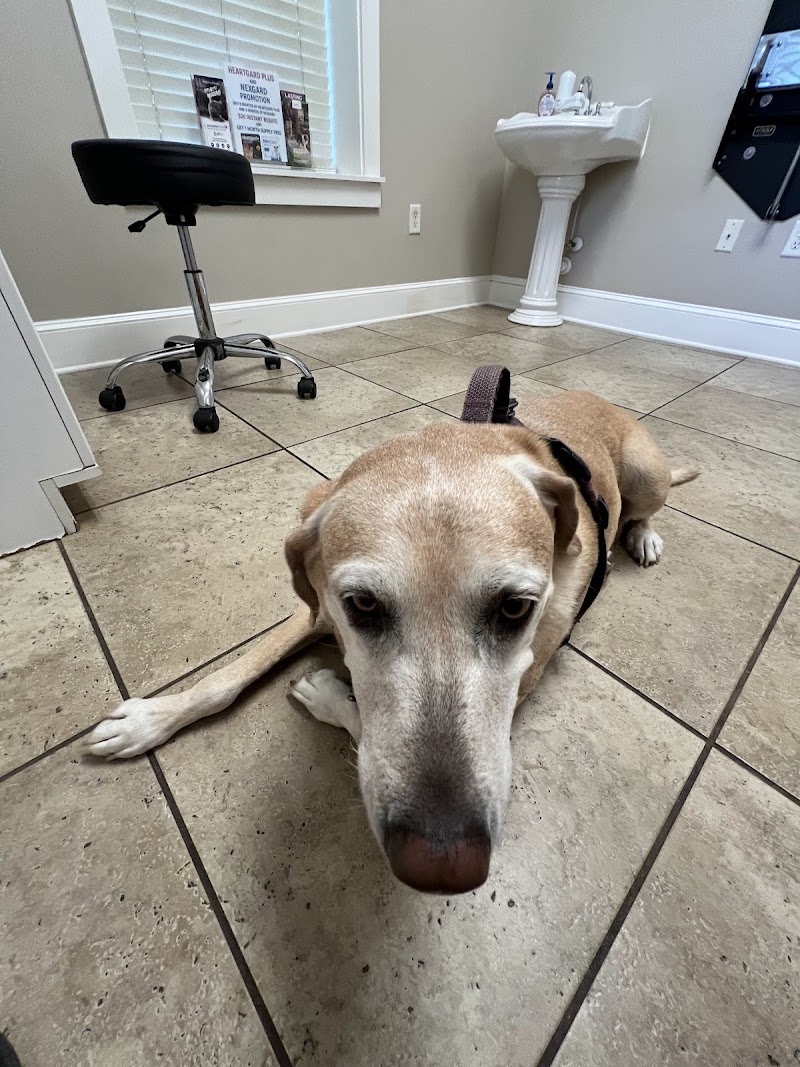 Bell Shoals Animal Hospital photo 2