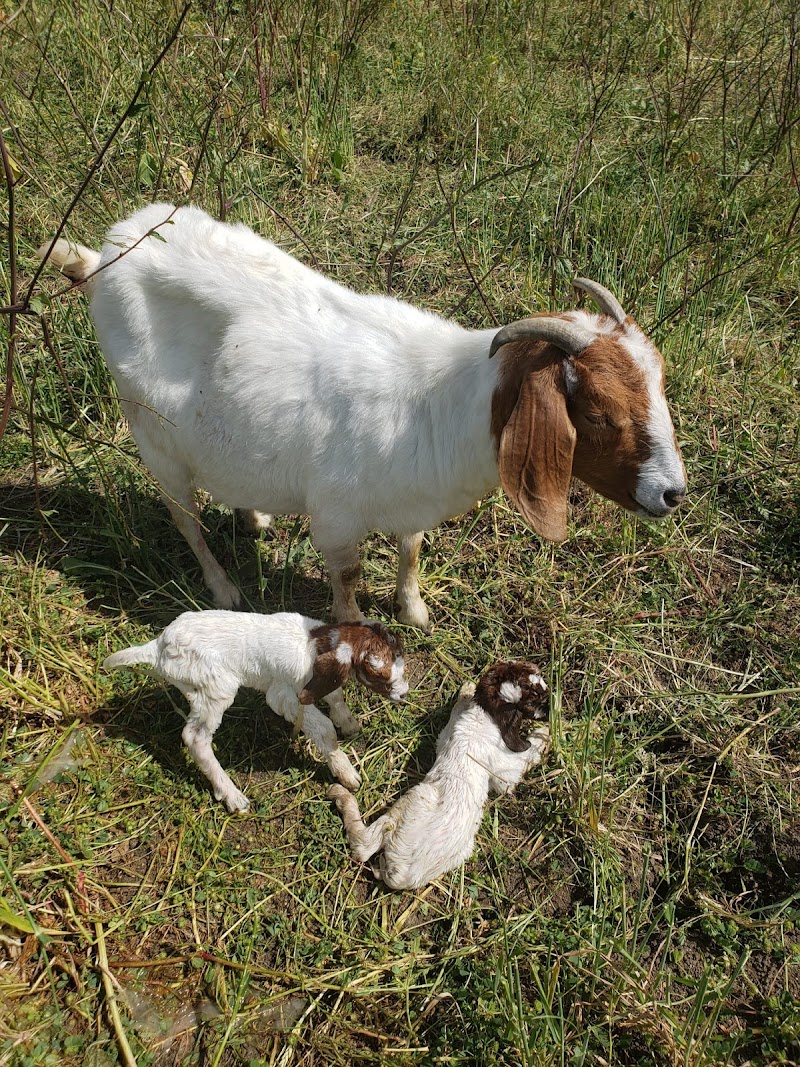 Mugumo Farm photo 4