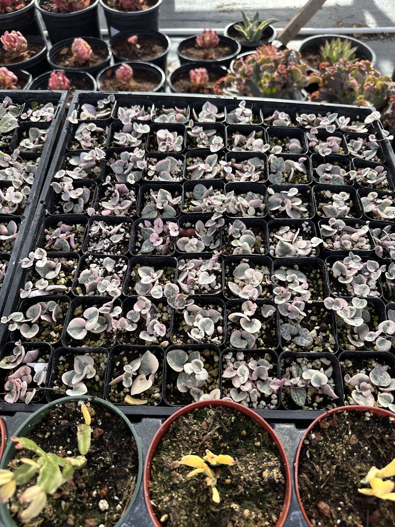 Rufo Nursery photo 3