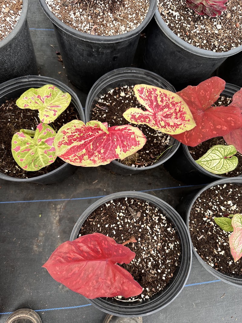 Rufo Nursery photo 5