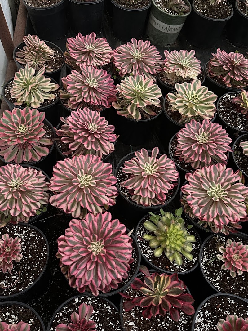 Photo of Rufo Nursery