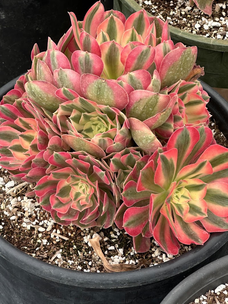 Rufo Nursery photo 4