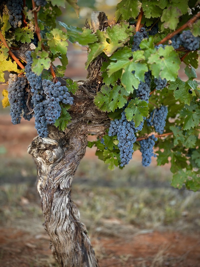 Callaghan Vineyards photo 2