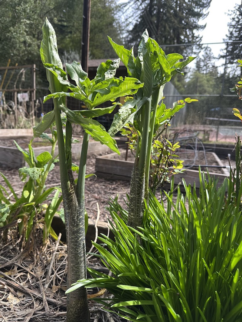 Sunrise Garden - Rio Nido Organic Community Center photo 4