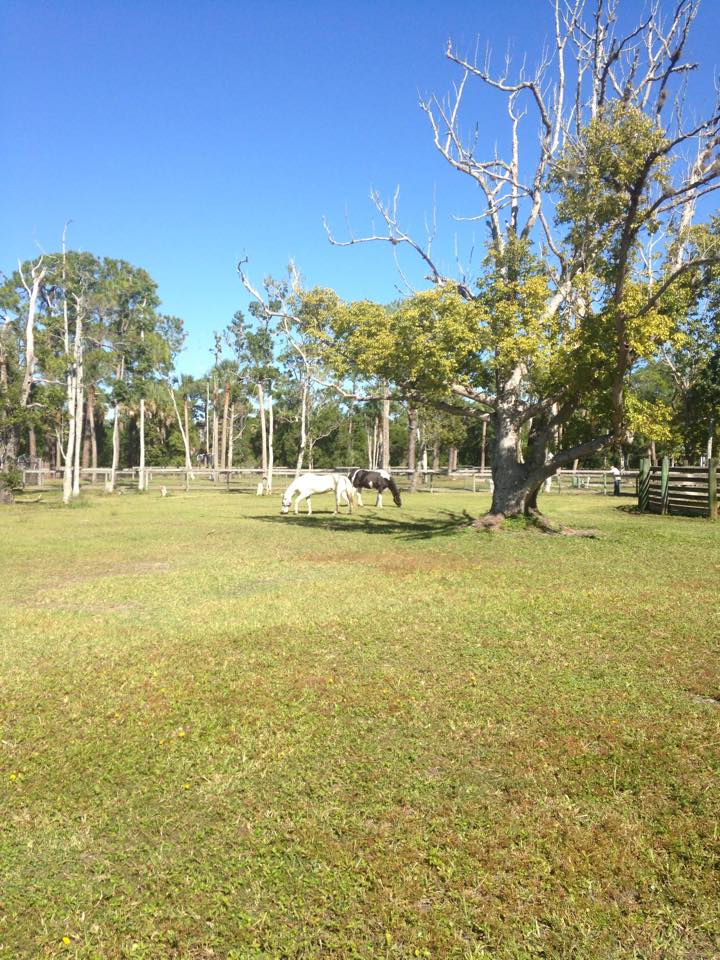 Old Dixie Farm & Stables photo 5