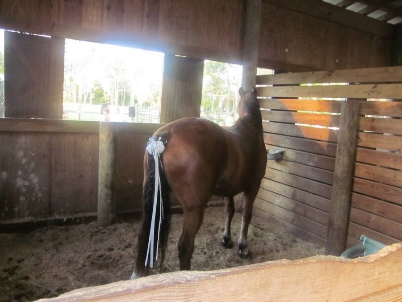 Old Dixie Farm & Stables photo 3