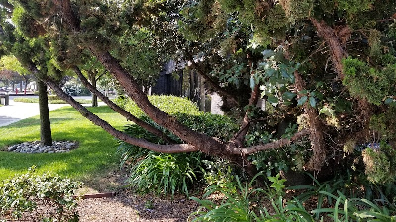 California Eastern Lab photo 5