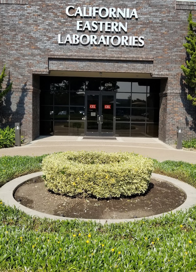 California Eastern Lab photo 4