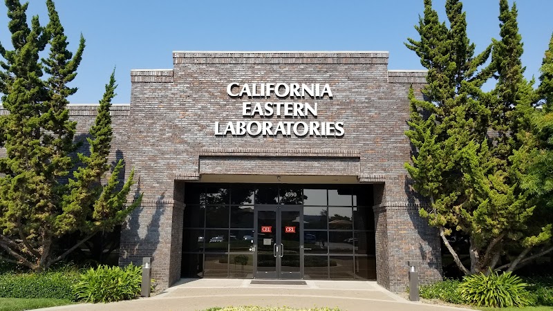 California Eastern Lab photo 3