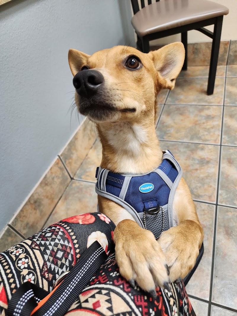 Photo of Lovet Pet Health Care - North Buckeye