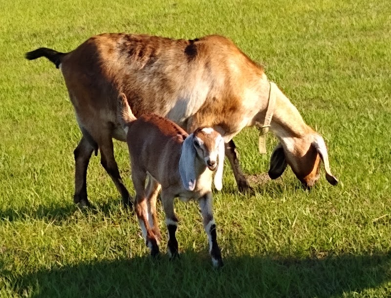 Photo of Sweet Briar Farm