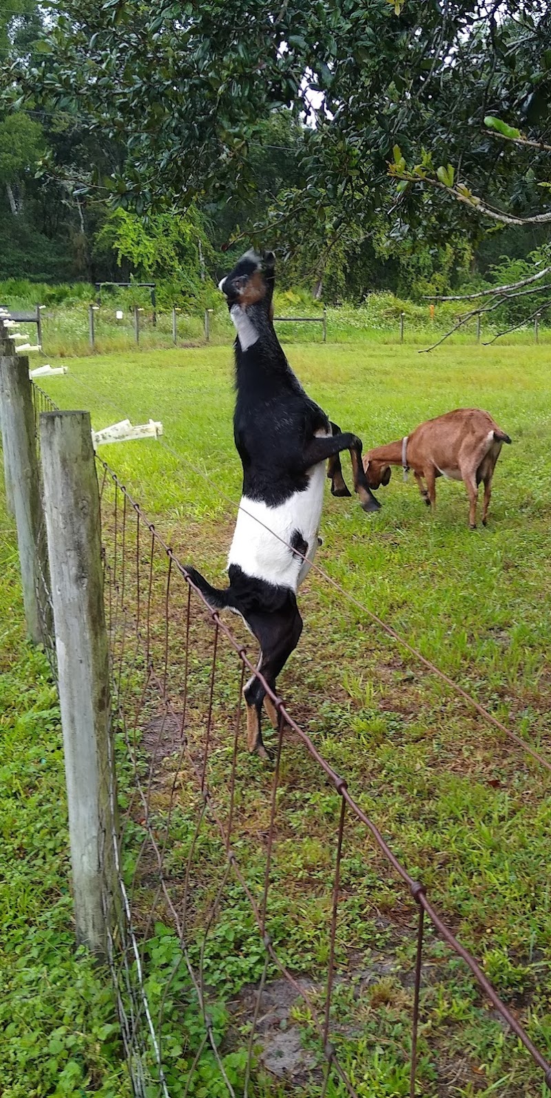 Sweet Briar Farm photo 4