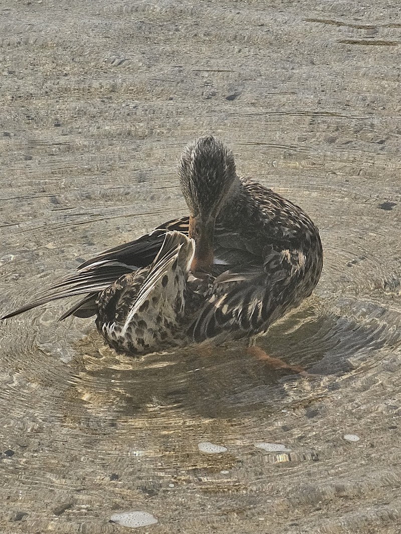 East Bay Regional Park photo 4