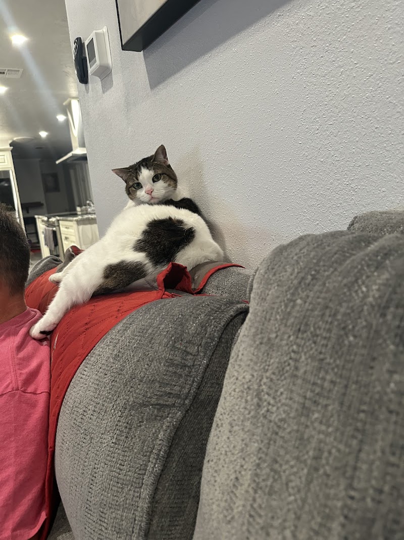 Pet Nanny Service photo 3