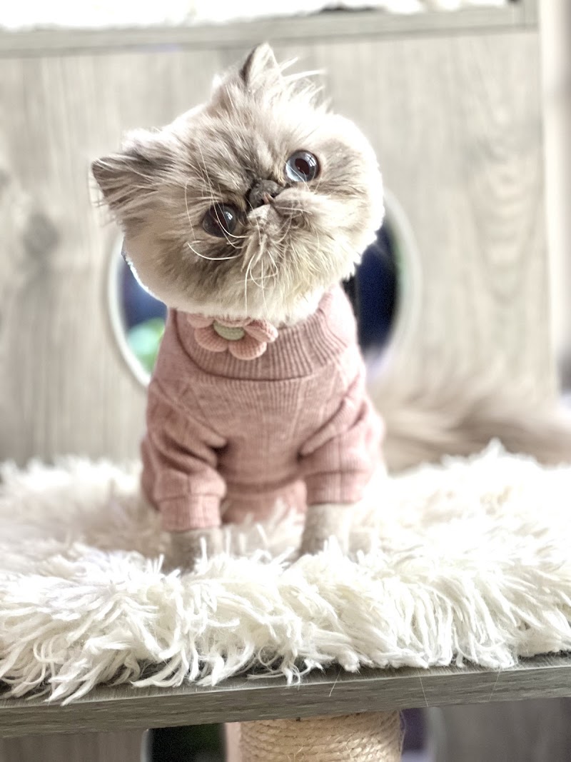 Pet Nanny Service photo 5