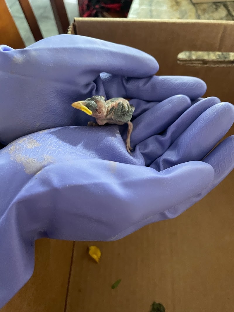 Arizona Wildlife Resource photo 2