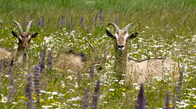 Willow-Witt Ranch photo 4