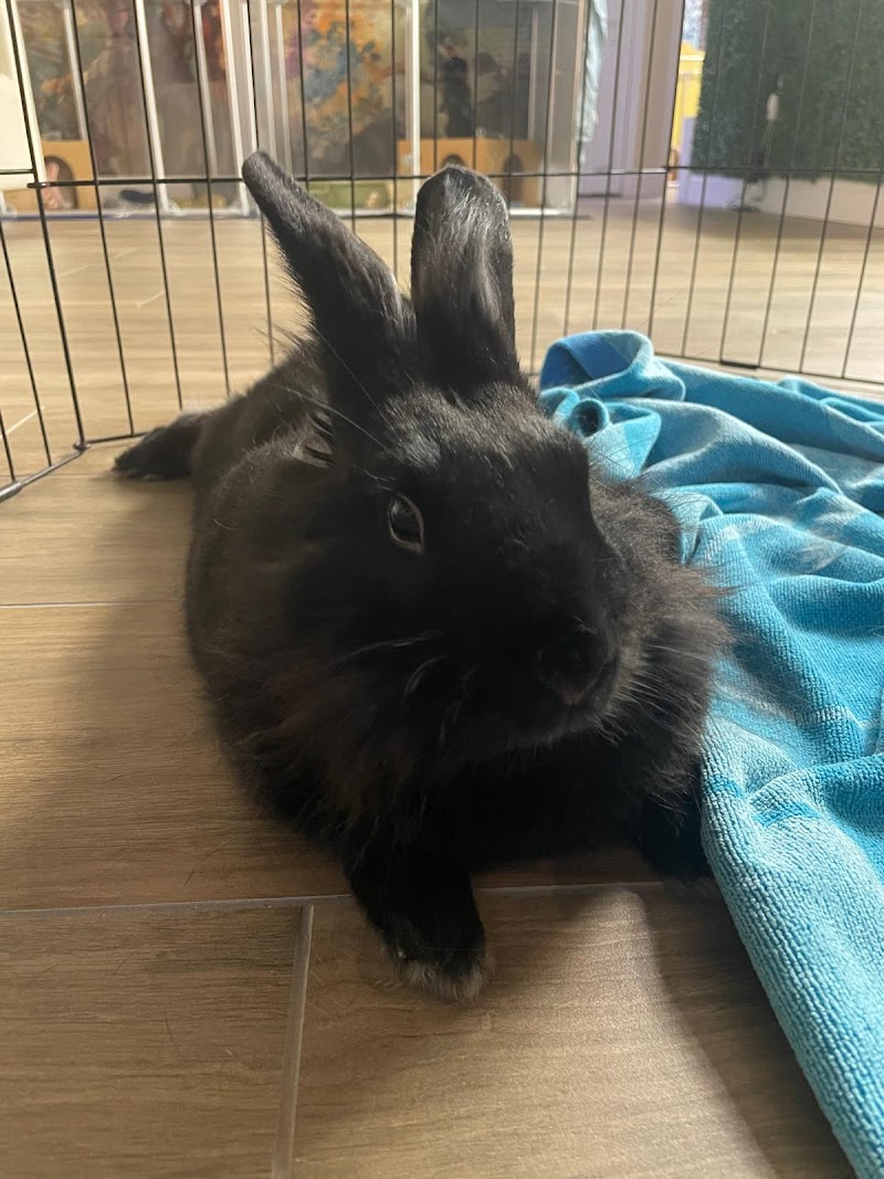 The Bunny Bungalow photo 5