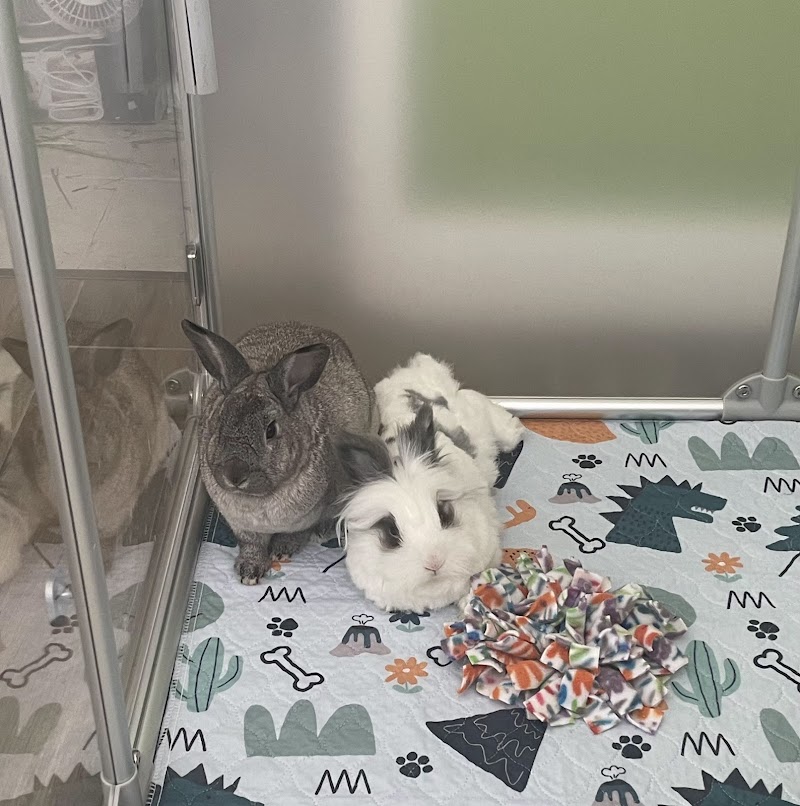 The Bunny Bungalow photo 4