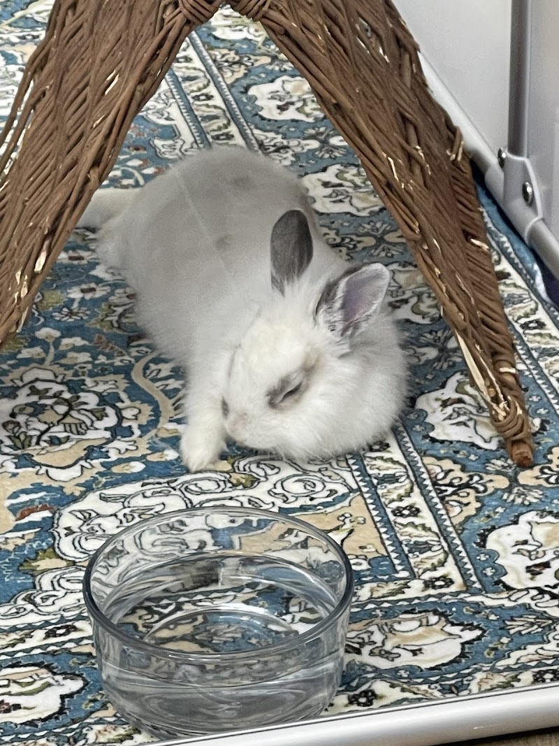 The Bunny Bungalow photo 2