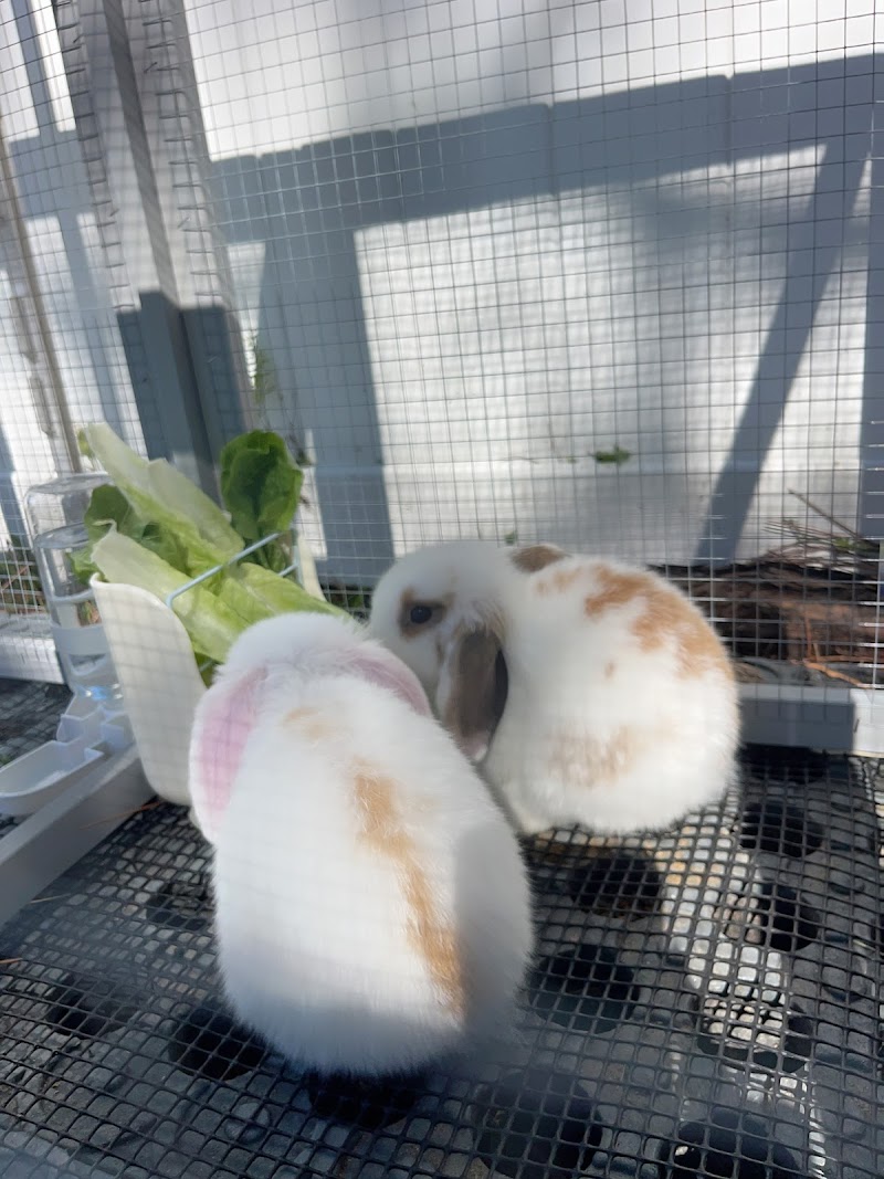 The Bunny Bungalow photo 3