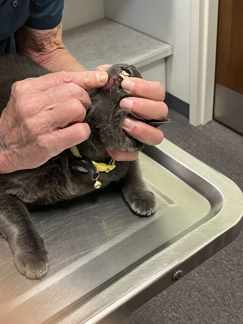 Photo of Cat Clinic