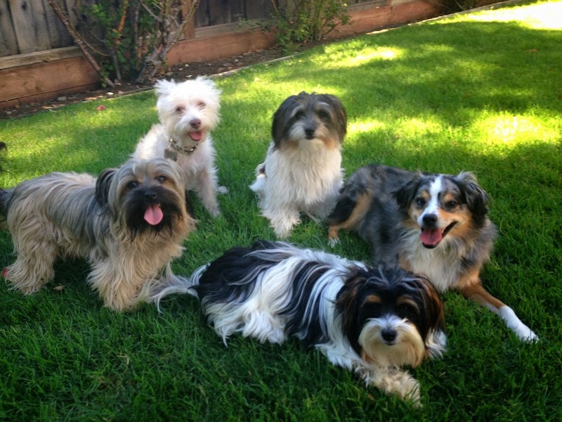 Photo of Z Animal Lover - Dog Walker