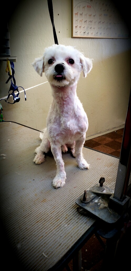 Best Friends Grooming photo 2