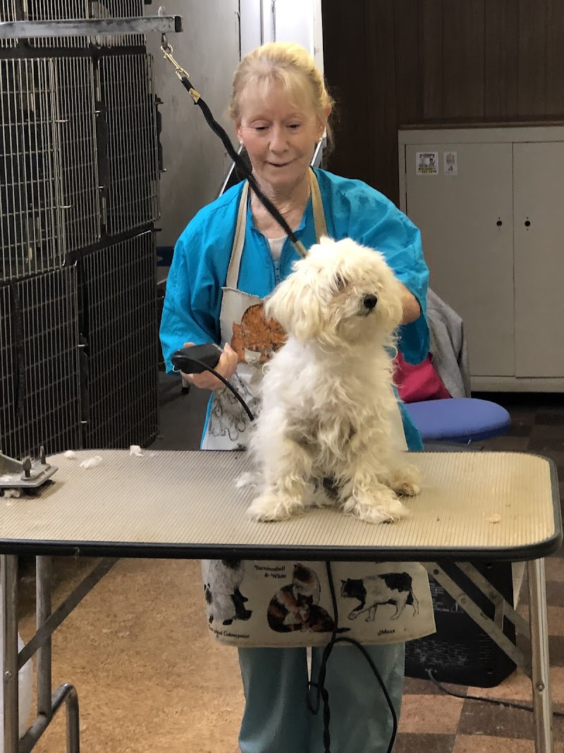 Photo of Best Friends Grooming