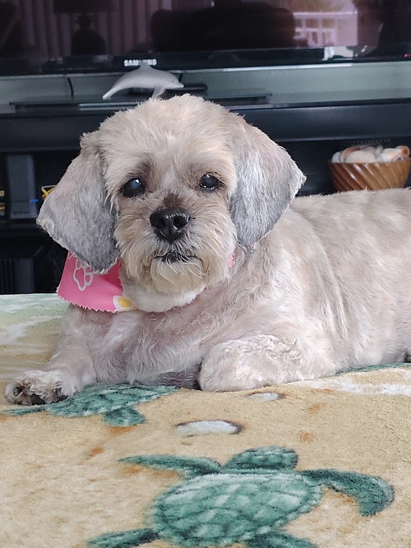 Photo of Ultimate Pet Care Salon