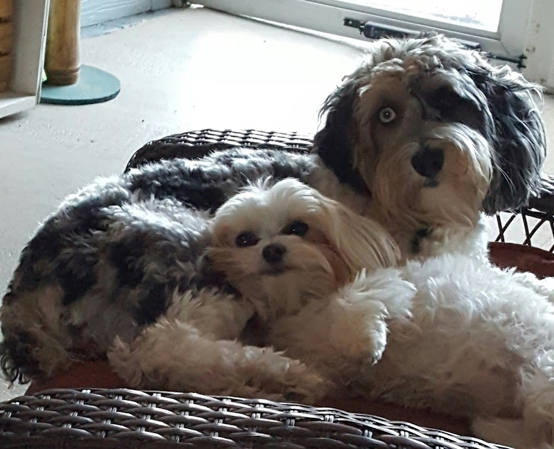 Ultimate Pet Care Salon photo 3