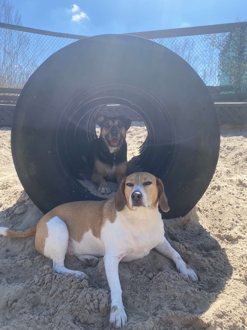 Camp Cooper (DOGGY Daycare) photo 4