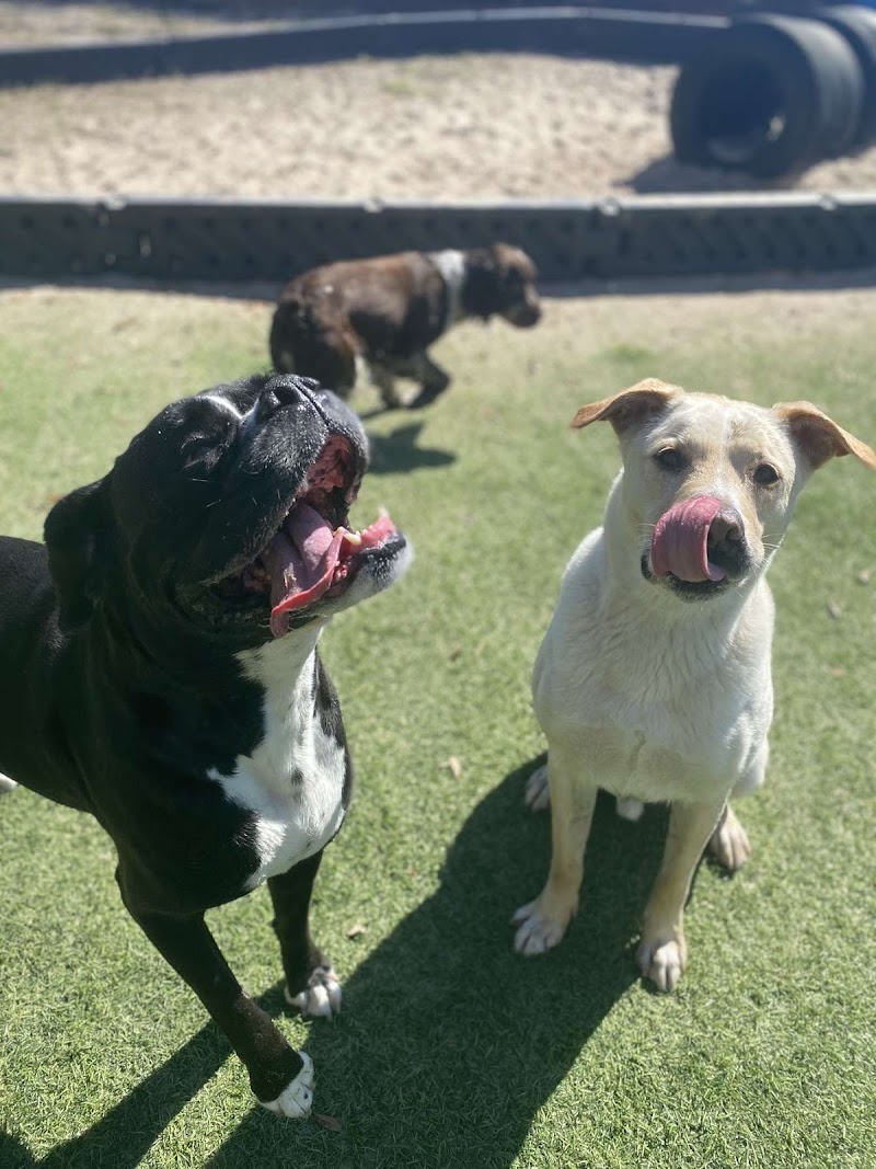 Camp Cooper (DOGGY Daycare) photo 5