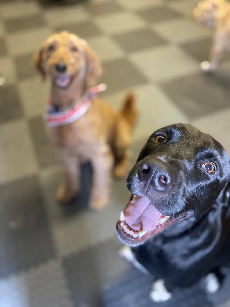 Photo of Camp Cooper (DOGGY Daycare)