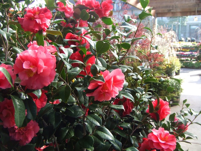 Sloat Garden Center photo 2