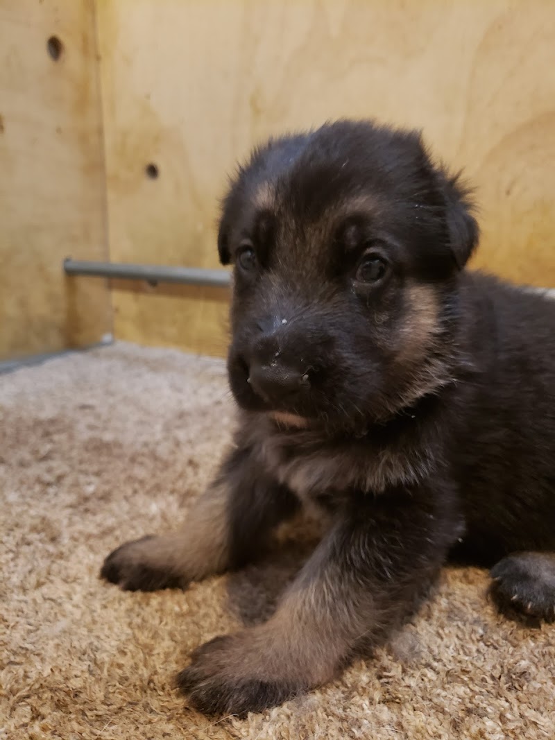 Photo of Covy-Tucker Hill Kennels