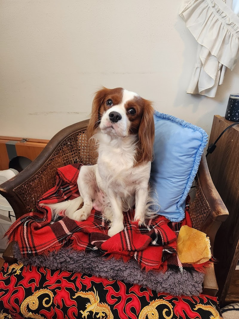 Covy-Tucker Hill Kennels photo 5