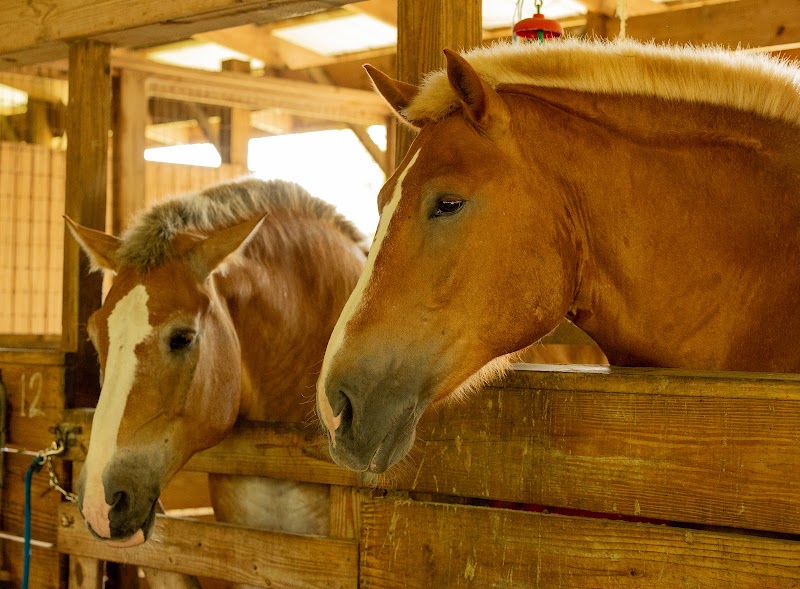 Photo of Ruxton's Ranch Rides