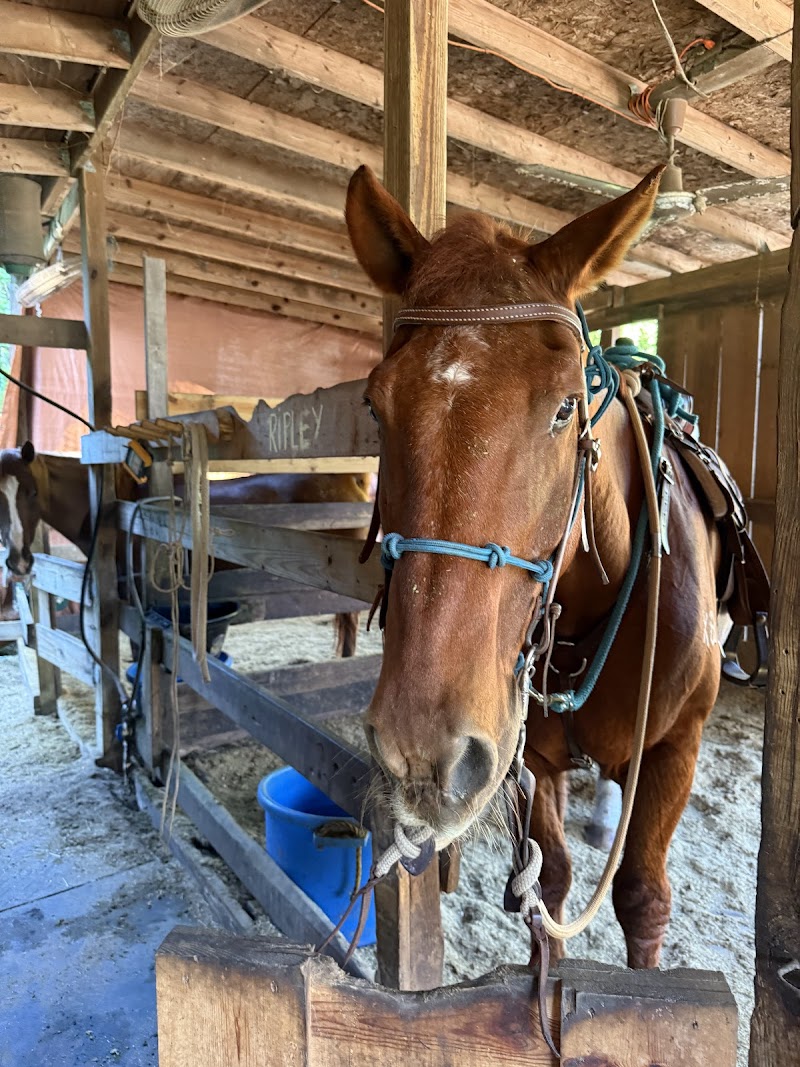 Ruxton's Ranch Rides photo 5