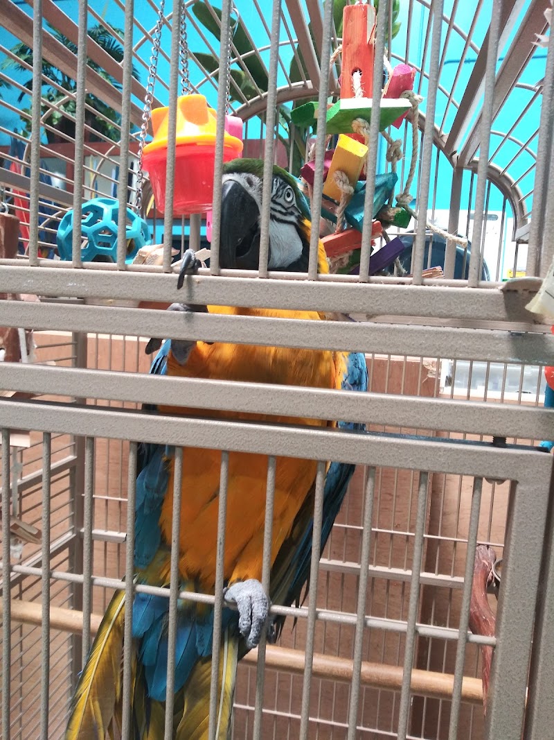 Photo of Feathered Follies
