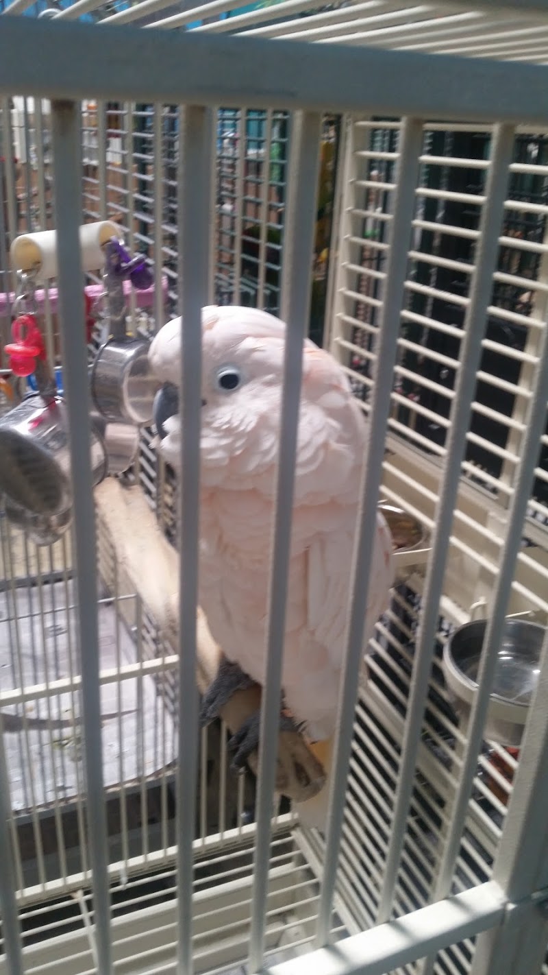 Feathered Follies photo 3