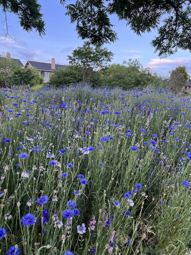 Photo of Native Flower Circle Garden